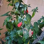 The Roof Garden Maisonette Apartamento *