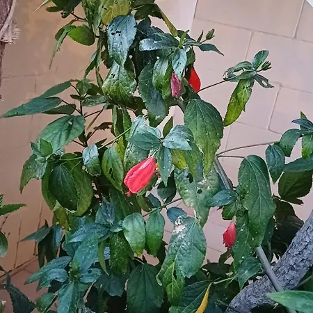 The Roof Garden Maisonette דירה *