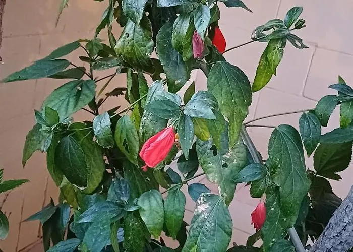 The Roof Garden Maisonette Апартаменты *